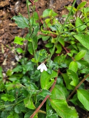 Rhinacanthus xerophilus