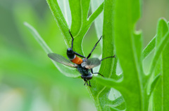 Cylindromyia brassicaria