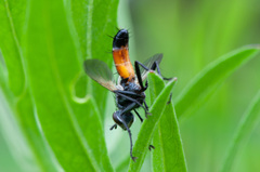 Cylindromyia brassicaria