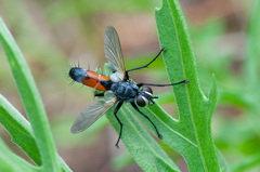Cylindromyia brassicaria
