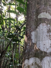 Hyalessa maculaticollis