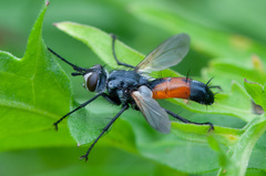 Cylindromyia brassicaria