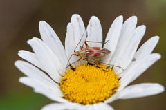 Calocoris roseomaculatus