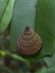 Pseudoxychona spiritualis