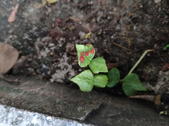 Dysdercus cingulatus