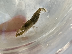 Alpheus heterochaelis