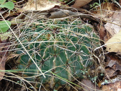 Ferocactus macrodiscus macrodiscus