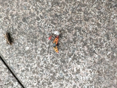 Dysdercus cingulatus