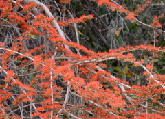 Combretum microphyllum