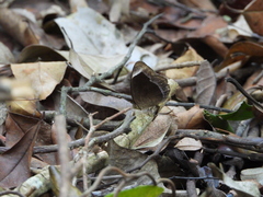 Mycalesis anaxias
