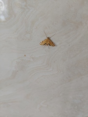 Eoophyla conjunctalis