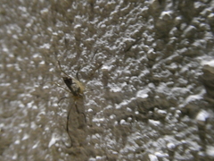 Odiellus troguloides