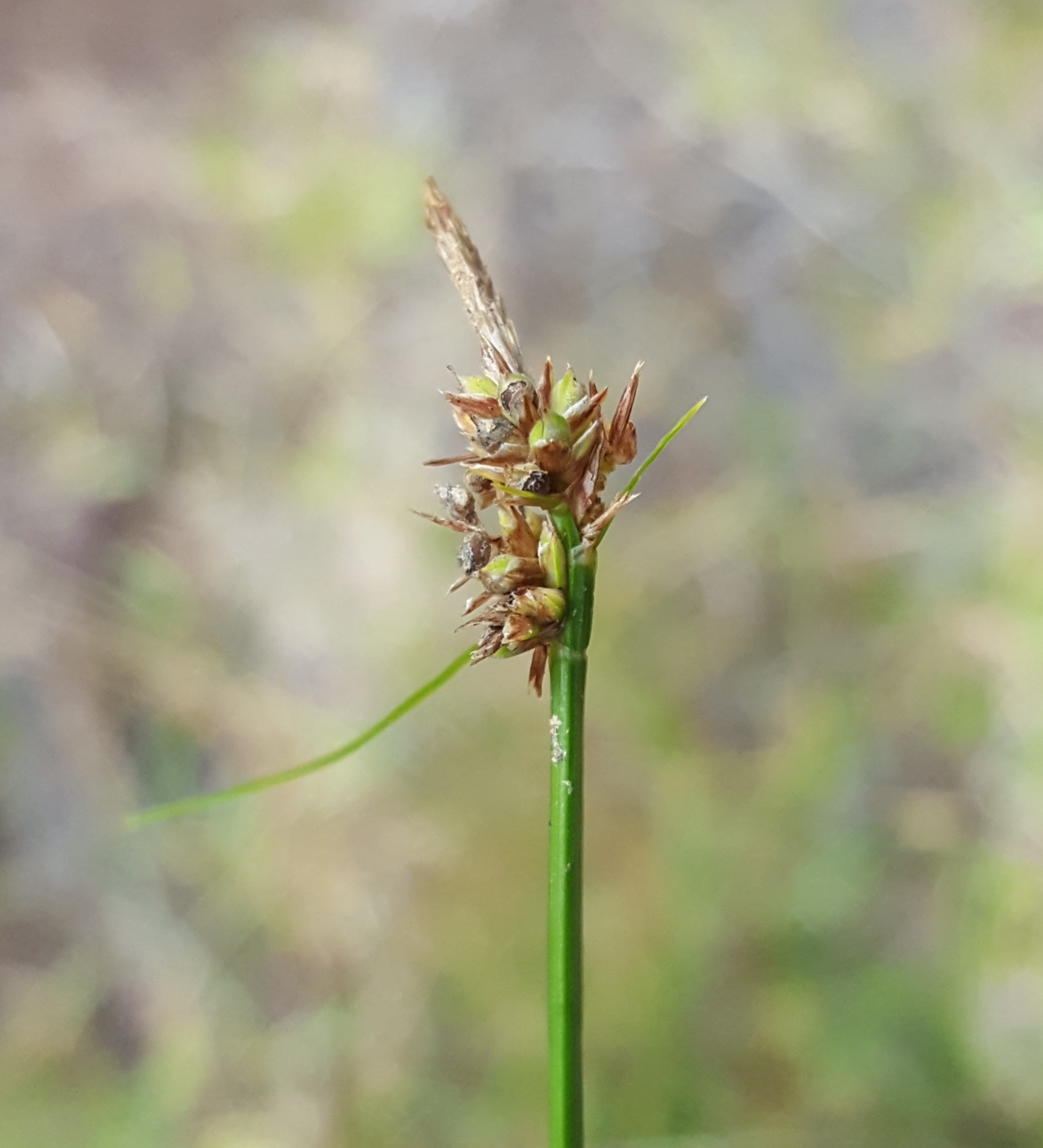 (c) François Rousseu, certains droits réservés (CC BY-NC) https://www.inaturalist.org/observations/148767295