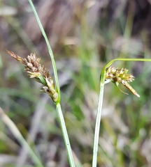 Carex pilulifera