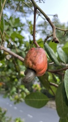 Anacardium