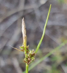 Carex pilulifera