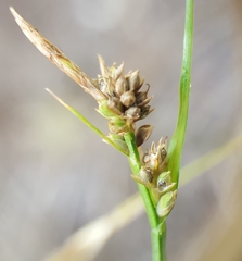 Carex pilulifera