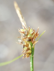 Carex pilulifera