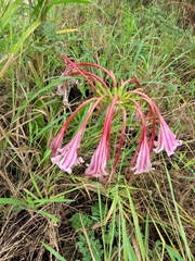 Crinum stuhlmannii delagoense