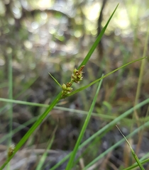 Carex pilulifera