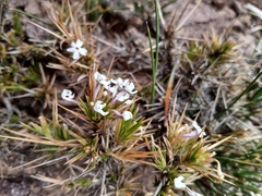 Junellia erinacea