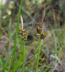 Carex pilulifera