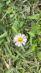 Erigeron quercifolius