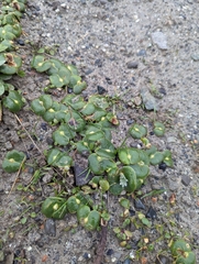 Lupinus densiflorus densiflorus