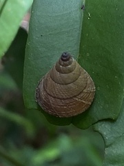 Pseudoxychona spiritualis