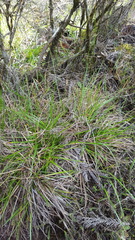 Carex pilulifera