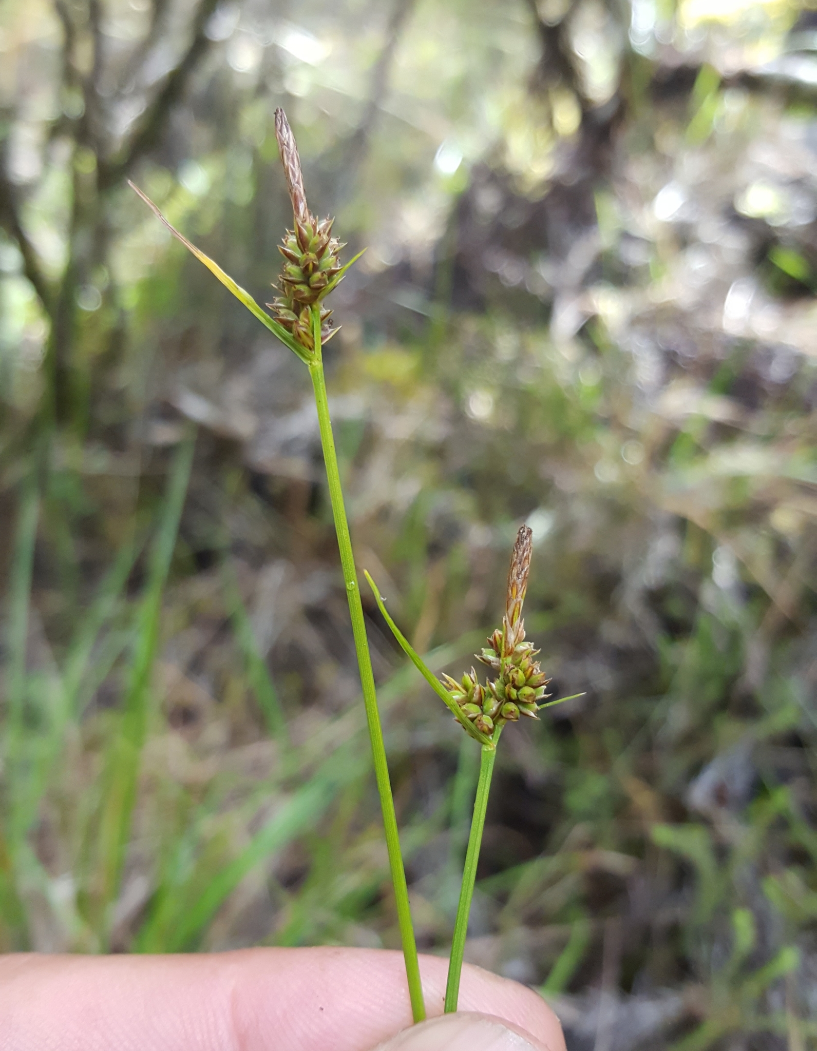 (c) François Rousseu, certains droits réservés (CC BY-NC) https://www.inaturalist.org/observations/148767295