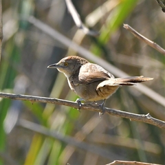 Phacellodomus striaticollis