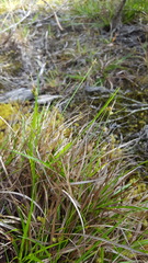 Carex pilulifera