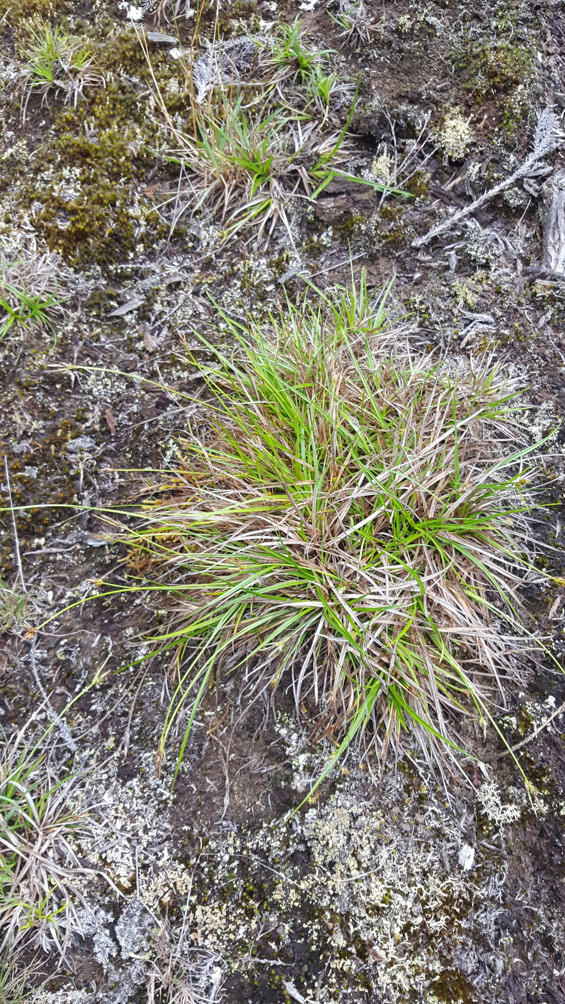 (c) François Rousseu, certains droits réservés (CC BY-NC) https://www.inaturalist.org/observations/148767295