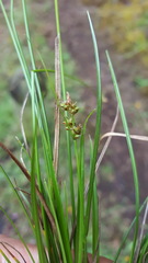 Carex pilulifera