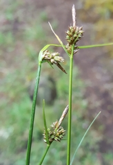 Carex pilulifera
