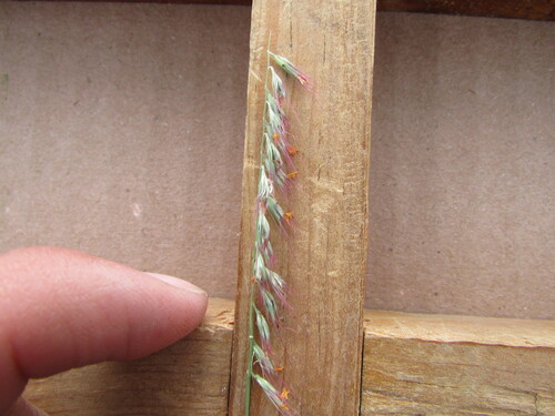 Image of Muhlenbergia cenchroides by (c) Carlos Martorell, some rights reserved (CC BY)