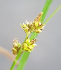 Carex pilulifera