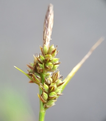 Carex pilulifera