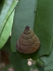 Pseudoxychona spiritualis