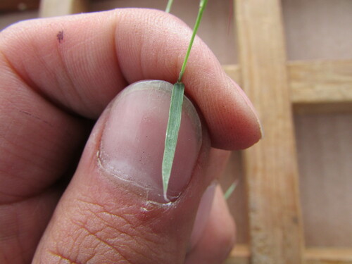 Image of Muhlenbergia cenchroides by (c) Carlos Martorell, some rights reserved (CC BY)
