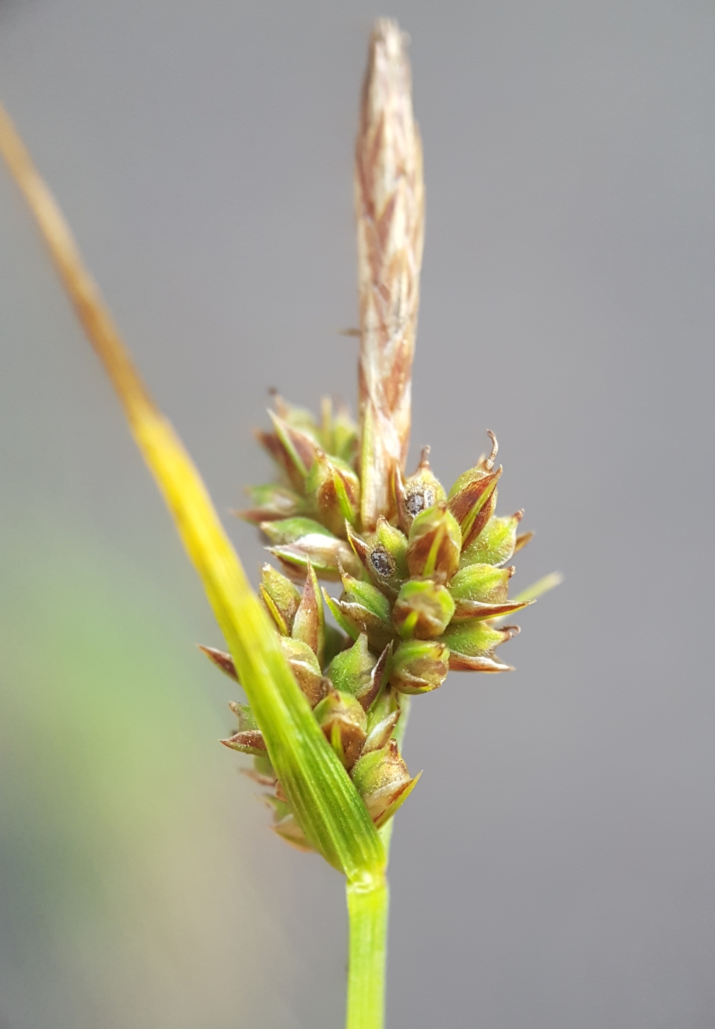 (c) François Rousseu, certains droits réservés (CC BY-NC) https://www.inaturalist.org/observations/148767295