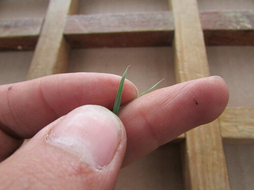Image of Muhlenbergia cenchroides by (c) Carlos Martorell, some rights reserved (CC BY)