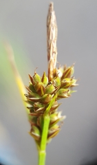Carex pilulifera