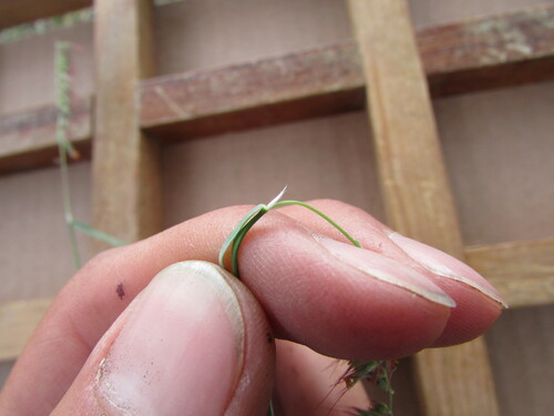 Image of Muhlenbergia cenchroides by (c) Carlos Martorell, some rights reserved (CC BY)