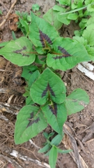 Persicaria nepalensis
