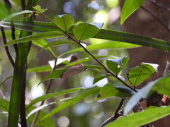 Asota plaginota