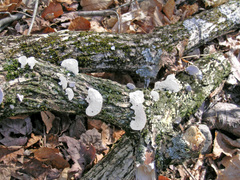 Trametes pubescens