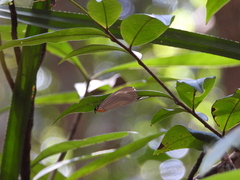 Asota plaginota