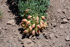 Tropaeolum polyphyllum